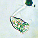 青岛生物填料